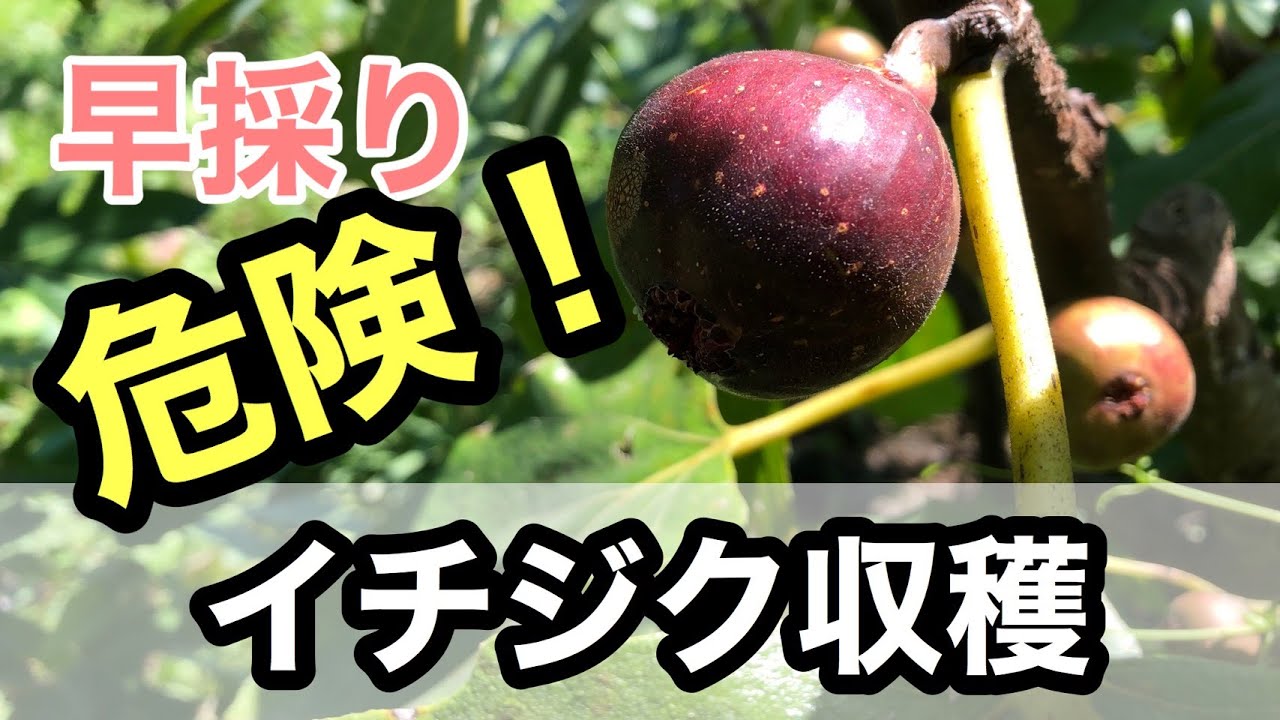 イチジク収穫】注意点と食レポ・糖度【ブラックイスキア】 - YouTube