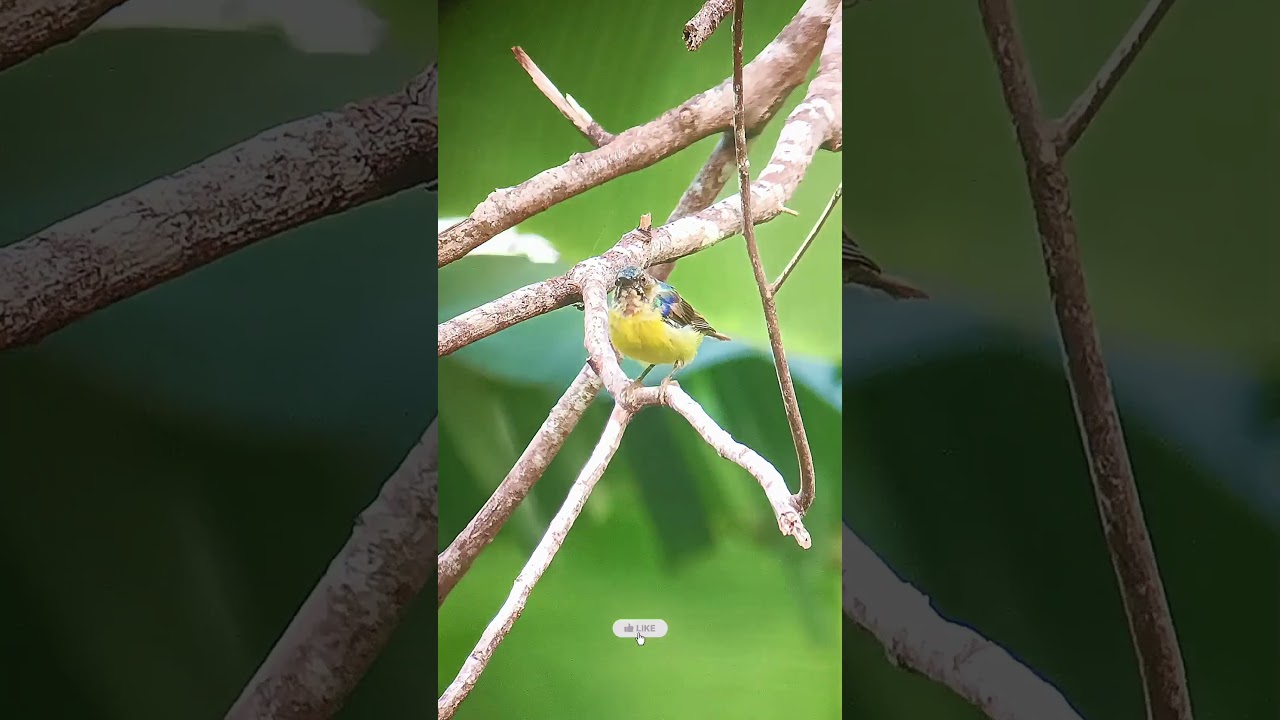 Brown-throated Sunbird 