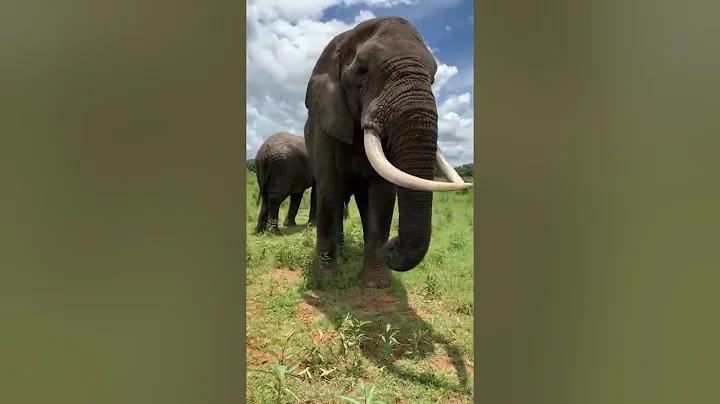 Hilarious Elephant Pulls Prank on #WorldElephantDay!