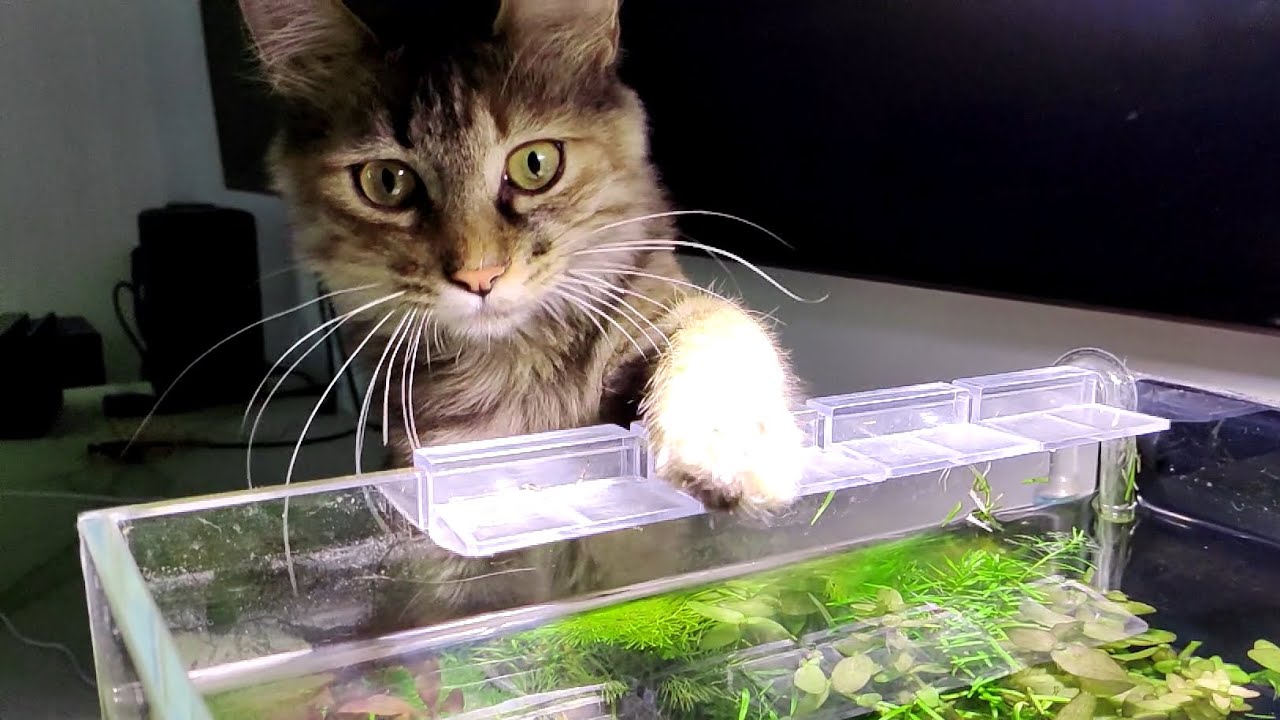 Slowmotion cat drinking water, two cats drink water very differently