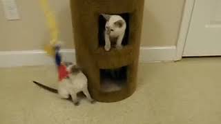 Siamese kittens playing with toy in cat condo- adorable cat babies! Cute kitten video!