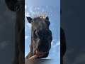 Cute Horse Fails & Funny Daily Moments,Funny Moments, Cute Horse Antics, Horse Comedy,