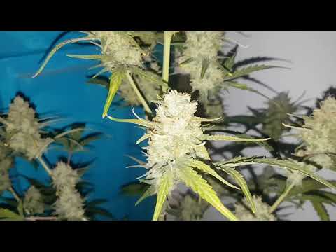 Critical + 2.0 day 52 week 7. Dinafem seeds. Mark
