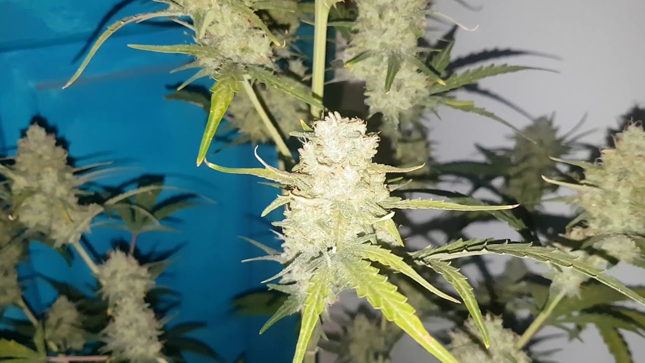 Critical + 2.0 day 52 week 7. Dinafem seeds. Mark