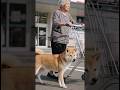The Shiba Inu punished the person who bullied the old lady.#dog #love #animals #karma #shorts