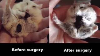 Dumptruck's Surgery
