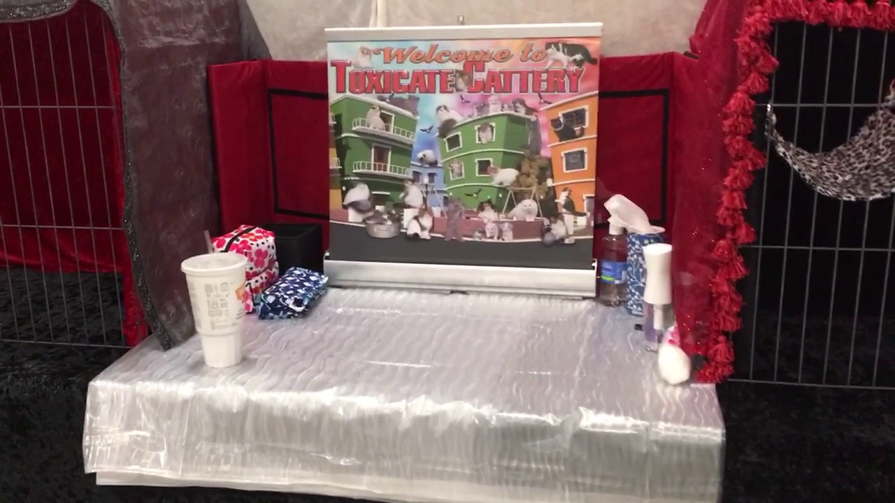 Del Mar cat show this weekend. All set up. - YouTube