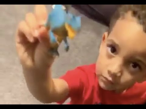 My Grandson Put His Animals To Sleep