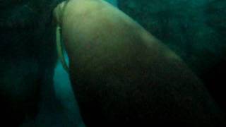 002.SeaWorld 109.avi