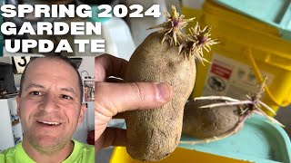Seed potatoes from winter Prepping for Spring 2024