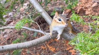 After A Long Winter Sleep My Chipmunk Friend Recognizes Me