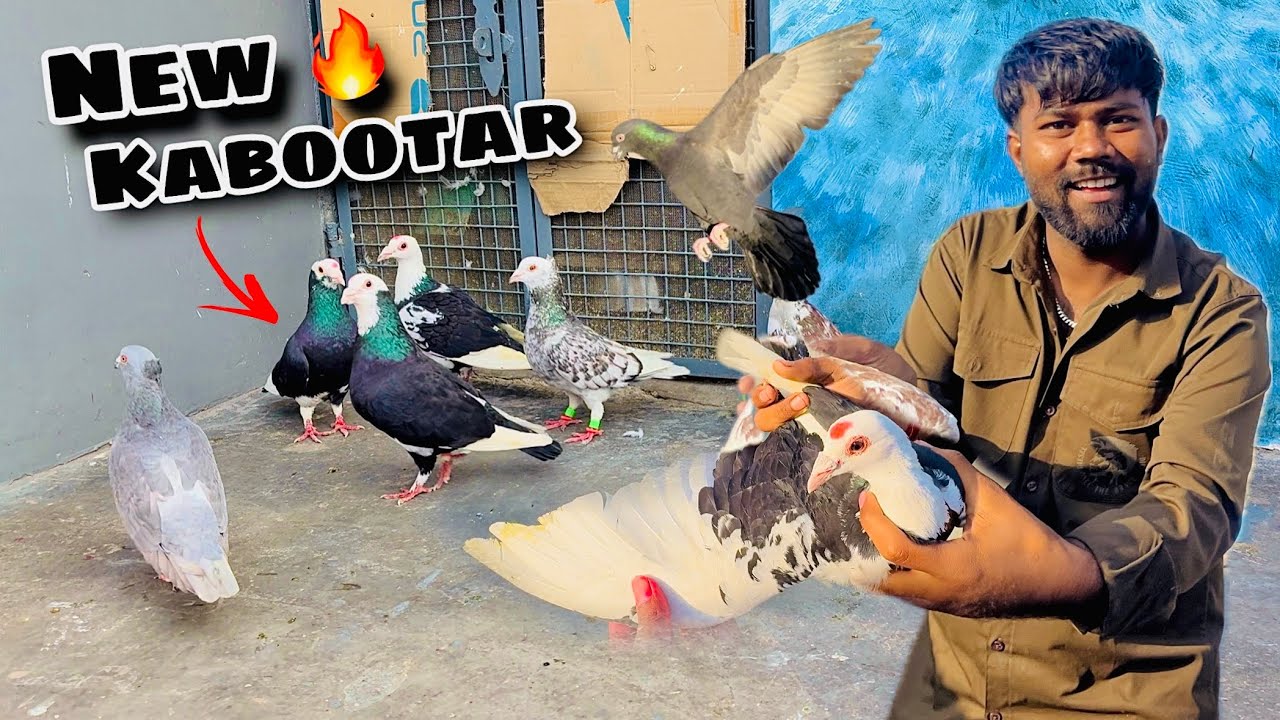 New ( काले चांदने ) kabootar Aa Gaye 🔥