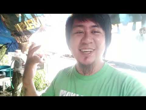 Video: Paano Pakainin Ang Isang Crus Carp Bago Ang Pangingisda