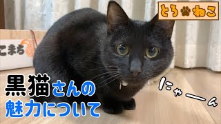 黒猫さんの魅力について性格や特徴など