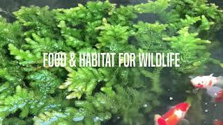 Hornwort, Water Plant