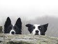 sheepdog training west Cork Ireland