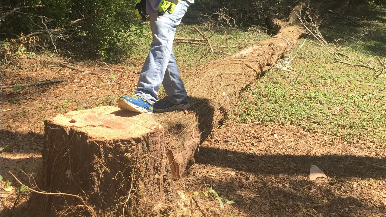 Felling 100’ Dead Oak - YouTube