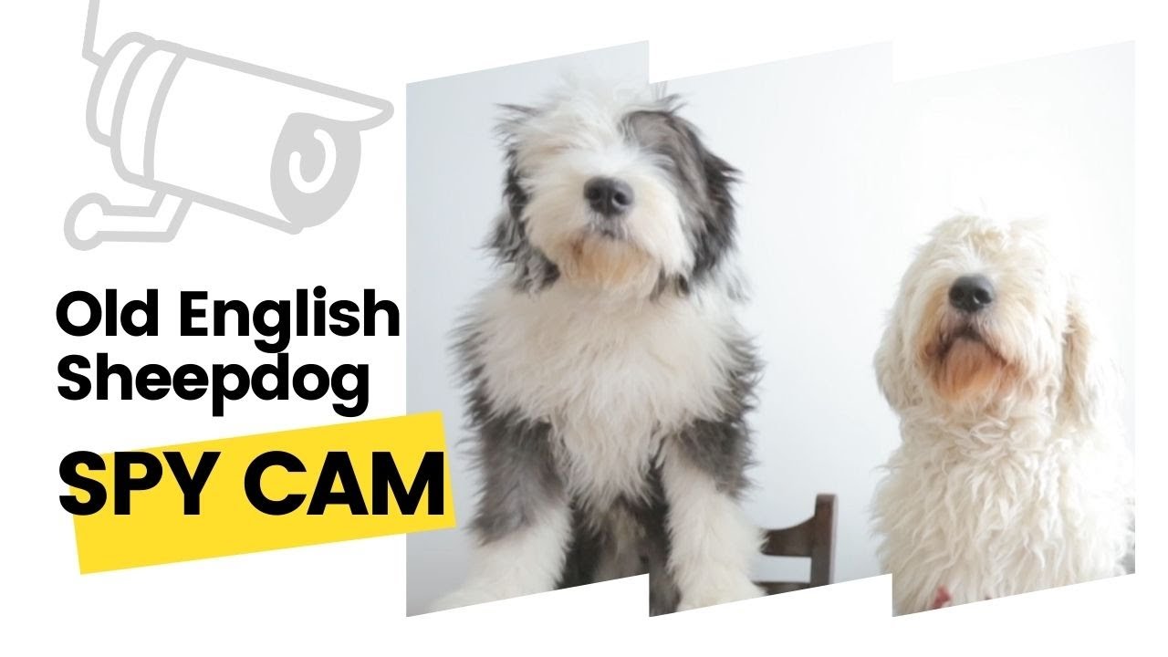 Old English Sheepdog PLAY CAMERA | Wallace & Gustavo