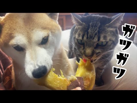 うちの犬と猫はお芋が好きすぎる　First sweet potato this year