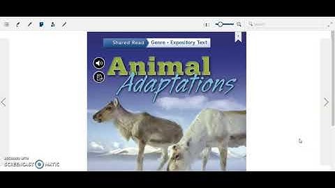 Animal adaptations-grade 4