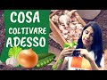 Cosa seminare a FEBBRAIO nell'ORTO