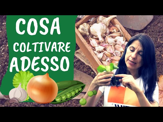 calendario semina febbraio