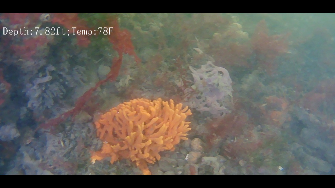 Underwater Drone Sanitary Survey - Friends of + POOL, Inc