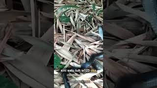 🎉✨ Alhamdulillah! Akhirnya Temukan Ular Kobra Buntungnya!