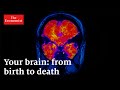 Understanding the Life Cycle of the Brain