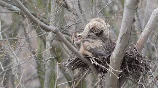 Great horned owlets