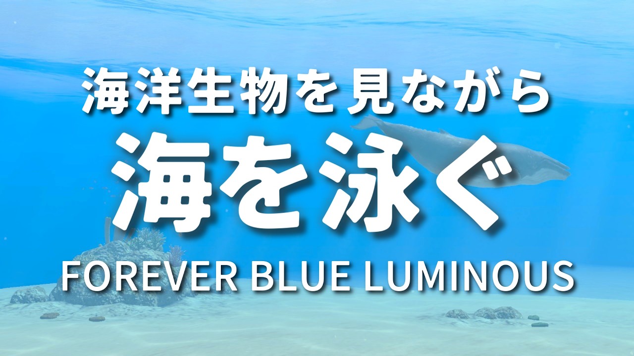 海の生物を観察しながら広大な海を泳ぐ【FOREVER BLUE LUMINOUS】