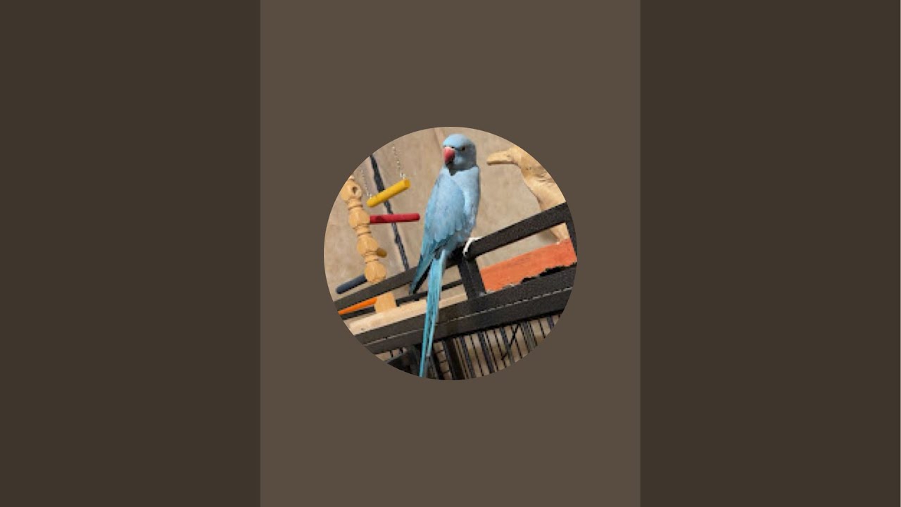 Ringneck Parrots fun time