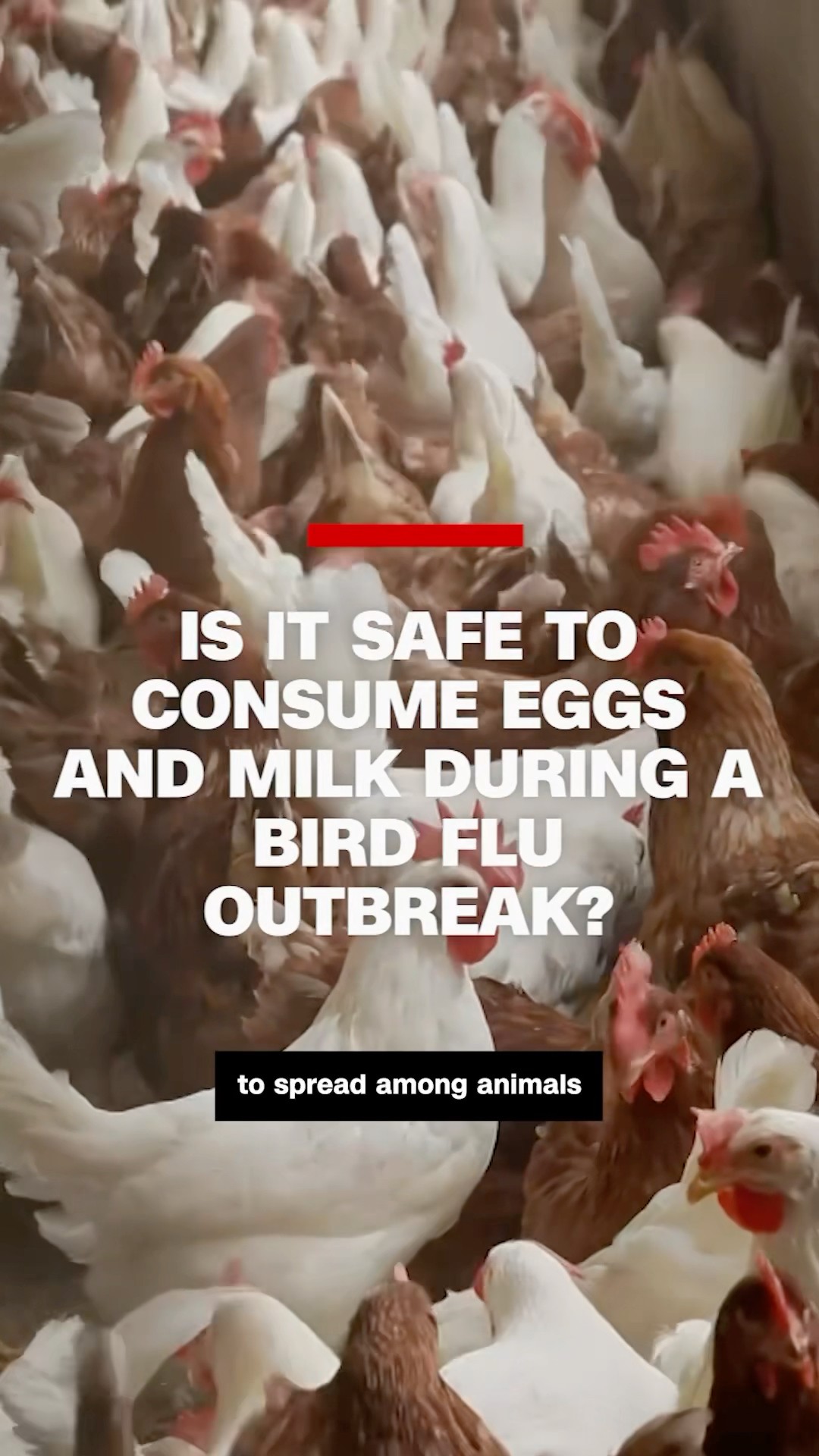 Is it safe to consume eggs and milk during a bird flu outbreak?