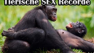 Tierische SEX Rekorde I Wer Kann Am Längsten? Wer Hat Den LÄNGSTEN? Tierische SEX Rekorde I Wer Kann Am Längsten? Wer Hat Den LÄNGSTEN?