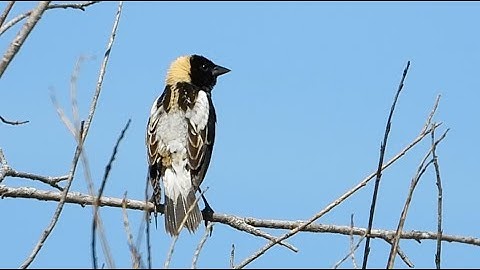 Goglu des prés, chant / Bobolink, song