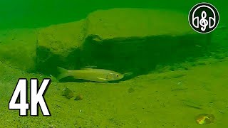 Relaxing underwater video of a mountain river with swimming fish by Музыка Живой Природы 770 views 3 weeks ago 12 hours