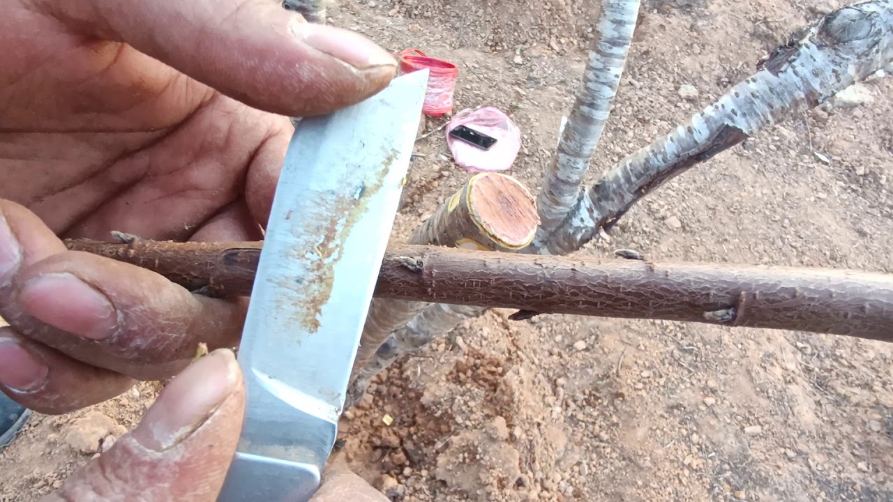 Hướng dẫn cách ghép đào tết 2022 chi tiết nhất