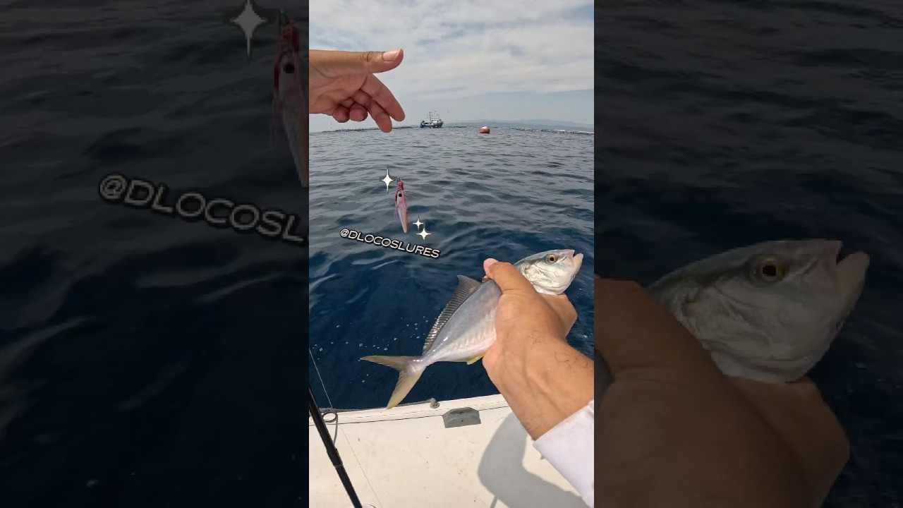 Íbamos a por llampugas… pero las serviolas no dejaban picar!🐟💨