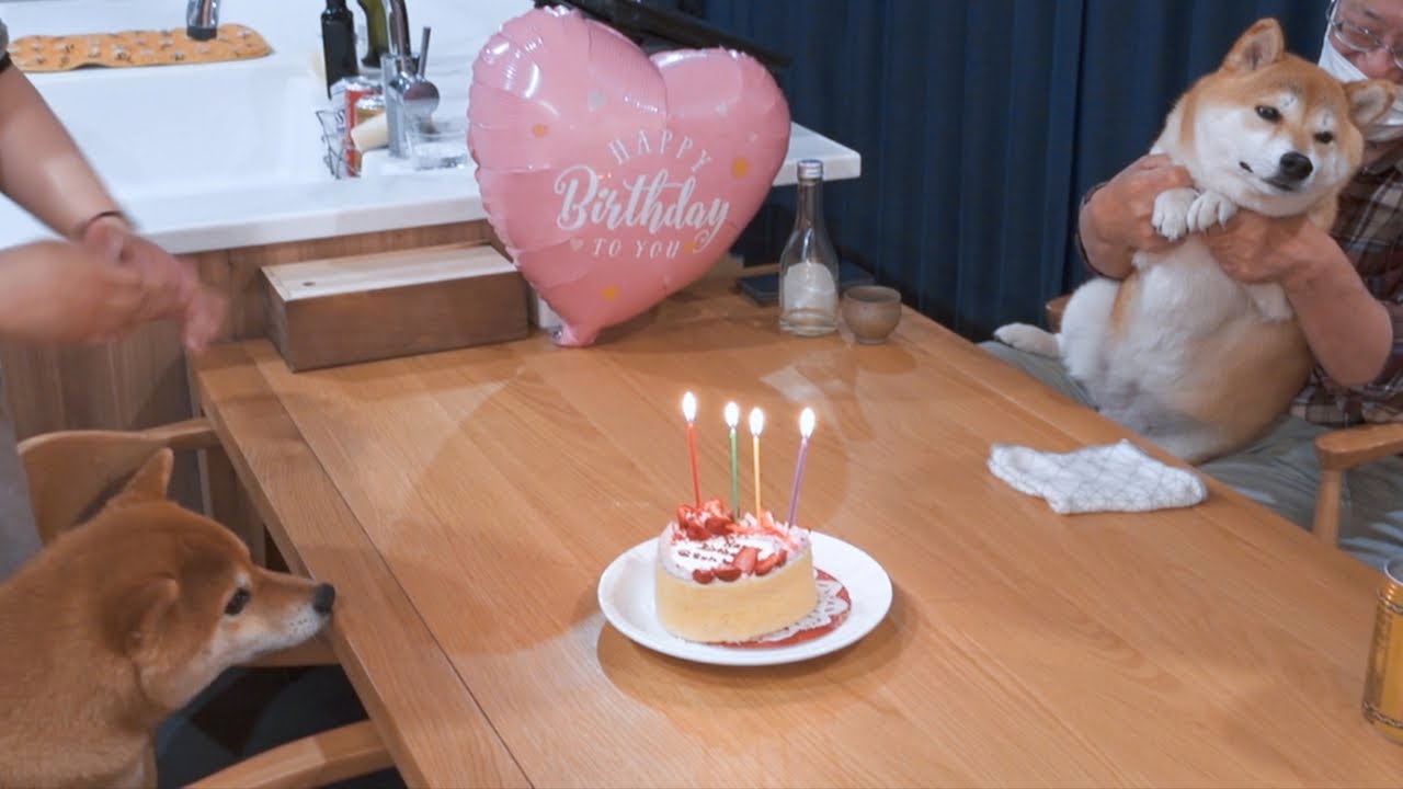 Those who aim for the birthday cake of the Shiba Inu princess