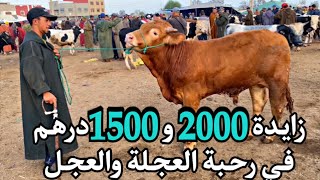 زايدة 2000 و1500 درهم برحبة العجلة والعجل الصغير والمتوسط والتجار غير راضيين عن الاسعار الاعلاف