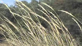 Makis Ablianitis ~ Sun Walk