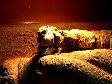 Varanus kingorum - YouTube