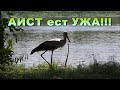 Аист ест большого ужа!