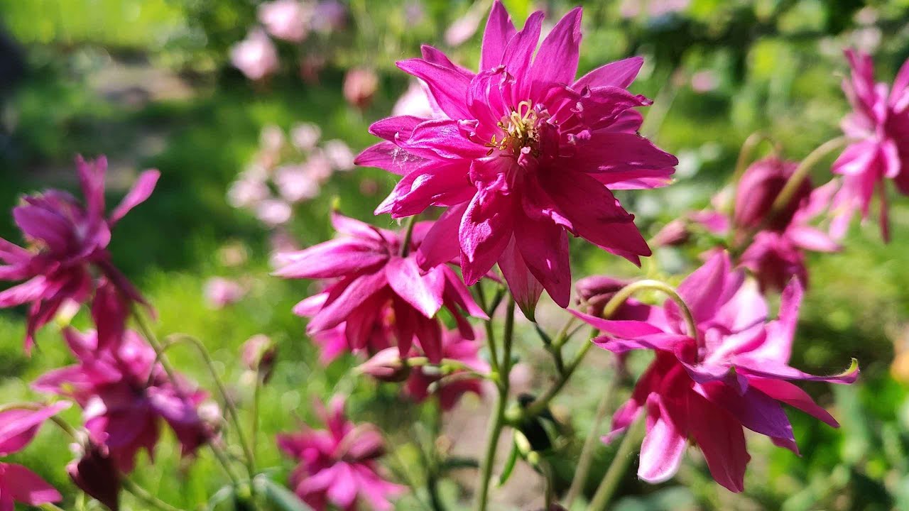 Як виростити аквілегію (орлики або водозбір) з насіння?