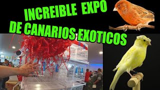 Increíble expo de canarios competencia de canarios
