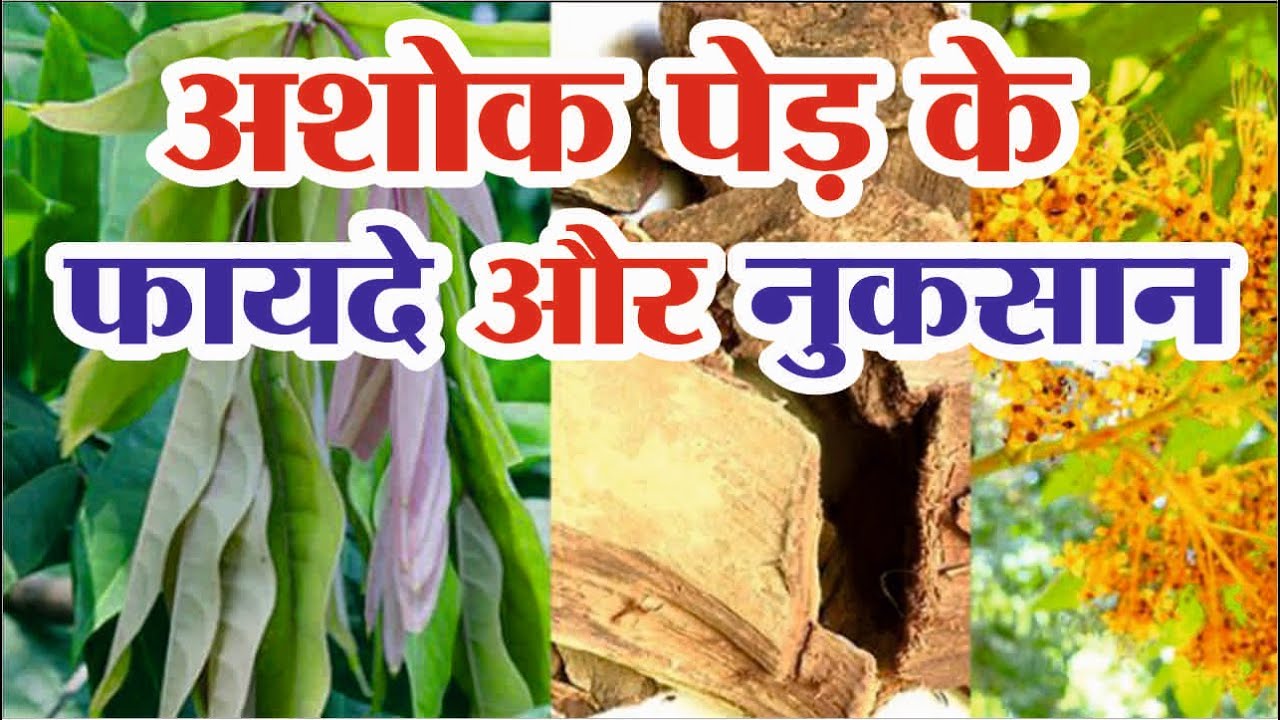 अशोक पेड़ के फायदे और नुकसान Ashok Ped Ke Fayde Ashoka Tree