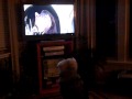 Do Dogs Watch TV Part 2