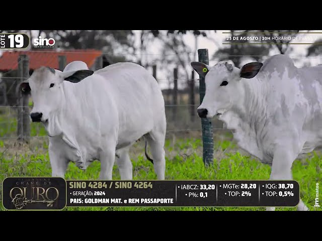 LOTE 19   SINO 4284 4264