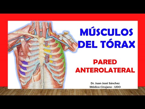 Vídeo: Músculos Del Tórax Anatomía, Diagrama Y Función - Mapas Corporales