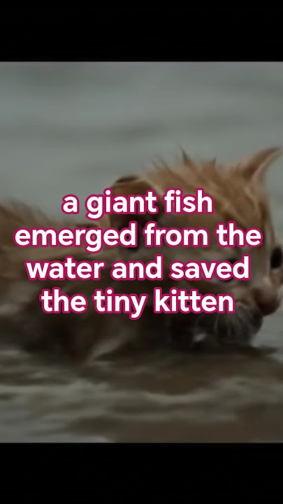 a giant fish emerged from the water and saved the tiny kitten🙂#youtubeshorts #animals #sinhala